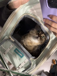 Рюкзак переноска для кота кошки котенка собаки до 8 кг с прозрачным окошком серый (002289) фото от покупателей 6