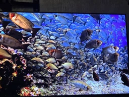 Телевизор Samsung MiniLED 55" QE55QN80FAUXUA фото от покупателей 4