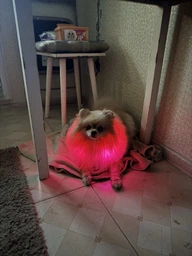Светодиодный, водостойкий LED ошейник для собак с зарядкой USB, 35 см, размер S (зеленый) фото от покупателей 14