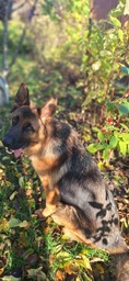 Анти лай виброзвуковой обучающий ошейник для собак Noxon Anti Bark Collar с вибрацией и автоматическое распознавание лая и водонепроницаемость IPX6
