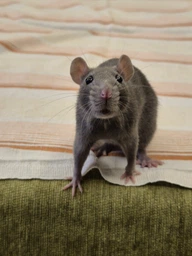Корм для щурів Beaphar Care + Rat 750 г (18401) (8711231184019)