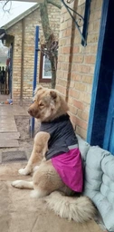 Попона для собак Pet Fashion Roy XL Малиново-сірий (PR243292) фото від покупців 1