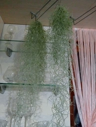 Тиландсия атмосферная уснеподобная (Tillandsia usneoides), Луизианский мох фото от покупателей 6