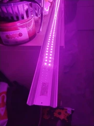 Светодиодная ФитоЛента для Комнатных Растений с 5V USB 2835 Фитолампа Полный Спектр от GrowLight 1 Метр (L363F) фото от покупателей 2