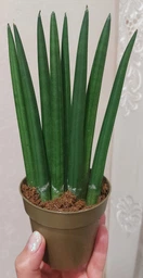Растение Сансевьера цилиндрическая Sansevieria cylindrica фото от покупателей 7