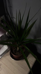 Рослина в горщику Драцена Маргіната Маджента dracanea marginata magenta фото від покупців 3