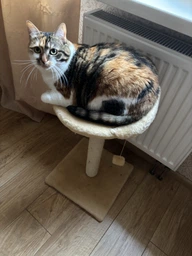 Когтеточка Lucky Pet Прана, серый, 33х33х50см фото от покупателей 3