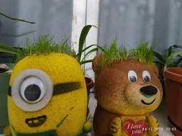 Набор для выращивания Травянчик Мишка I love you фото от покупателей 1