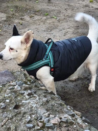 Курточка для собак Airy Vest ONE размер L 55 Салатовая (20745Collar) фото от покупателей 8