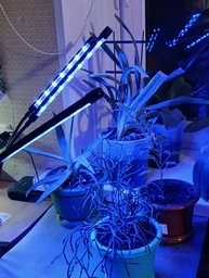 Фитолампа на 2 лампы светодиодная LED для роста растений на прищепке фитосветильник для комнатных цветов, рассады, орхидей фито лампа фото от покупателей 1