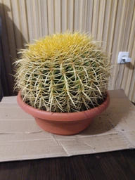 Кактус Echinocactus grusonii фото от покупателей 1