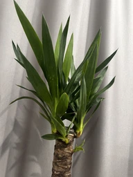 Растение в горшке Юкка Yucca фото от покупателей 2