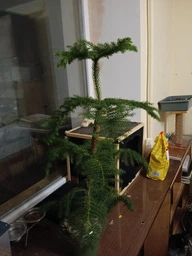 Араукарія Araucaria кімнатна ялина, 50-60 см, об'єм горщика 1л фото від покупців 2