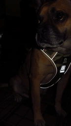 Нейлонова двостороння тактична шлейка для собак Tactical Dog Harness M Хакі фото від покупців 1