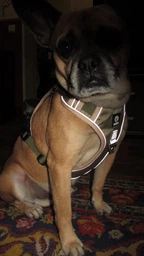 Нейлонова двостороння тактична шлейка для собак Tactical Dog Harness M Хакі