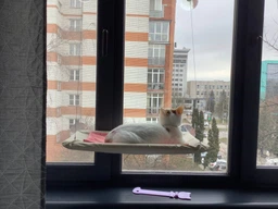 Спальное место для кошки кровать лежанка оконная гамак Sunny Seat Window фото от покупателей 4