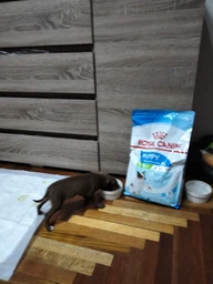 Сухой корм Royal Canin X Small PUPPY для щенков очень мелких пород до 10 месяцев 3 кг