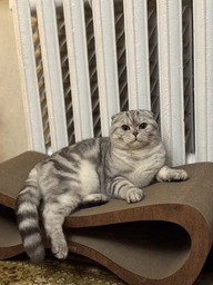 Кігтеточка з картону посиленого з дерев'яним фасадом Cat Joy Loft Brown 70x22x29 см (870500002) фото від покупців 1