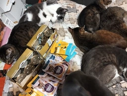 Мультипак упаковка влажного корма для взрослых кошек Purina Gourmet Gold Паштет с тунцем, с курицей, с кроликом, с индейкой 85 г х 12 шт (8445291106291/8445291106307) фото от покупателей 2