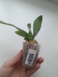Орхидея (нецветущий подросток) TopDreams Phal. 5016 Yaphon Green Batman бабочка (Brother Sara Gold × Chiada Spark ) в размере 1.7 фото от покупателей 2