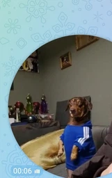 Толстовка для собак Adidog 2XL Синий фото от покупателей 10