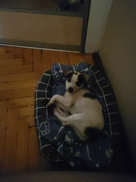 Лежак Природа Buddy для кошек и собак 50х40х12 см Серый (4823082430697) фото от покупателей 11