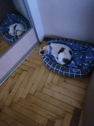Лежак Природа Buddy для кошек и собак 50х40х12 см Серый (4823082430697) фото от покупателей 10