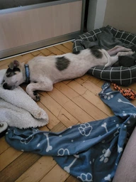 Лежак Природа Buddy для кошек и собак 50х40х12 см Серый (4823082430697) фото от покупателей 7