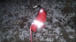 Зимовий комбінезон з поясом для собак Dogs Bomba малиновий, розмір 7 фото від покупців 4