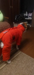 Зимовий комбінезон з поясом для собак Dogs Bomba малиновий, розмір 7 фото від покупців 3