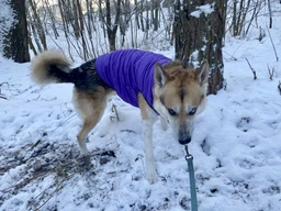Курточка для собак Airy Vest ONE размер L 55 Салатовая (20745Collar) фото от покупателей 3