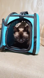 Сумка переноска для кота кошки котят собаки домашних животных до 8 кг с окошком и ремешком на плечо кошачьи сумки для переноски котов кошек маленьких собак черная 42x28x32 см (002169) фото от покупателей 15