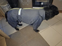 Комбінезон для собак Pet Fashion Cold сірий 3XL (MLZ8845) фото від покупців 4