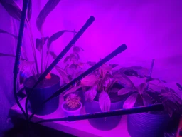 Фітолампа на 4 лампи світлодіодна LED для росту рослин на прищіпці фітосвітильник для кімнатних квітів, розсади, орхідей фіто лампа