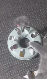 Іграшка для котів трек ігровий з мишкою Trixie Crazy Circle 24*29 см фото від покупців 3