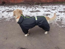 Комбінезон Pet Fashion Cold для собак бірюза XS 4823082425297