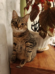 Корм Royal Canin Kitten сухой для котят 2 кг фото от покупателей 1