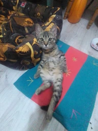 Корм Royal Canin Kitten сухой для котят 2 кг