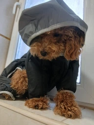 Комбинезон Collar AiryVest One для собак, размер L 50 Розовый (24237)