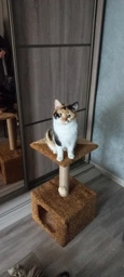 Домик когтеточка для кота дряпка для кошки Мур-Мяу КотэДж 34х34х67 см в джутовой веревке Коричнево-бежевый МТК фото от покупателей 3