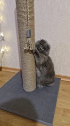 Высокая кошачья когтеточка столбик для кошек котика 82см серая фото от покупателей 1