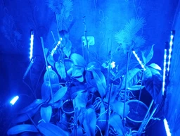 Фитолампа светодиодная LED лампа для роста растений на прищепке фитосветильник на 4 лампы для комнатных цветов рассады орхидей фито лампа фото от покупателей 1