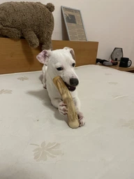 Палиця з кавового дерева для собак HealthyDoggo Coffee Stick розмір M (5-10кг)