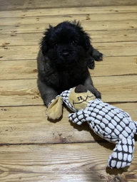 Игрушка для собак Trixie Собака в клеточку 26 см Бело-коричневый (35977) фото от покупателей 1