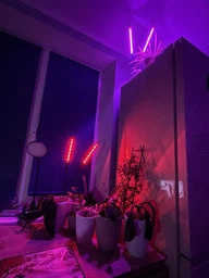 Фітолампа для розсади та рослин 2 гілки, 20 Вт на прищіпці фітосвітильник для кімнатних квітів, розсади, орхідей фіто лампа фото от покупателей 11
