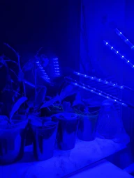 Фітолампа на 4 лампи світлодіодна LED для росту рослин на прищіпці фітосвітильник для кімнатних квітів, розсади, орхідей фіто лампа фото від покупців 3