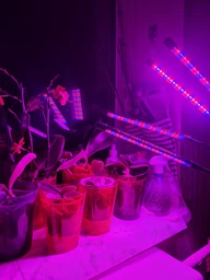 Фітолампа на 4 лампи світлодіодна LED для росту рослин на прищіпці фітосвітильник для кімнатних квітів, розсади, орхідей фіто лампа фото від покупців 4