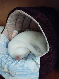 Будинок лежанка для котів та собак Animals_joy Кошик М 46*42 см(031) фото от покупателей 2