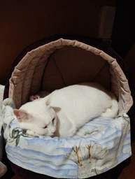 Будинок лежанка для котів та собак Animals_joy Кошик М 46*42 см(031) фото от покупателей 1