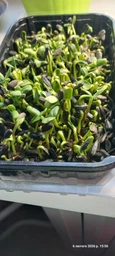 Набір для вирощування мікрозелені Panda microgreen на 7 врожаїв (ТОП 7 видів культур) фото от покупателей 1